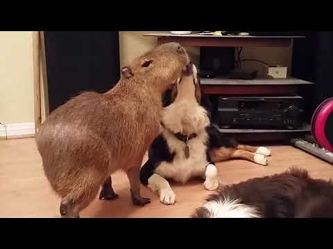 Pet Capybara Compilation Video
