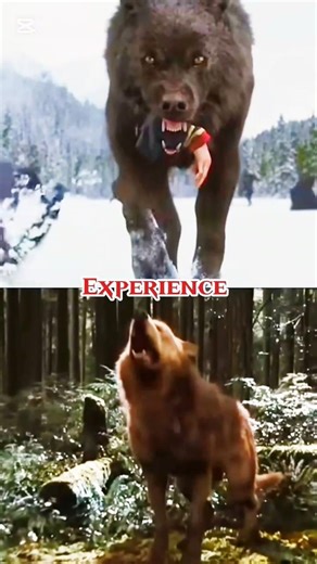 Sam vs Other wolves (#twilight #edit #shorts)