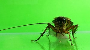 clip-1017603805-cockroaches-look-camera-on-green-background-video