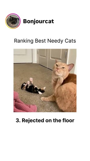 Ranking Best Needy Cats