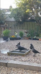 A clip from earlier this year, the jackdaw family out feeding with its fledglings