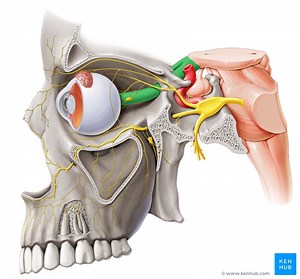 Lernen leicht gemacht: So bestehst Du jede Anatomie- und Physiologieprüfung!