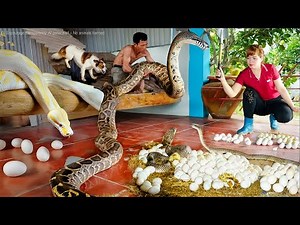 Terrifying Moment!Dozens of Giant Pythons Invade House & Guard Hundreds of Eggs! Woman Fights Back!🐍