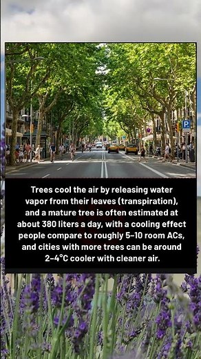 A Single Tree Can Cool More Than You Think