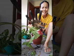 Alin daily life is live