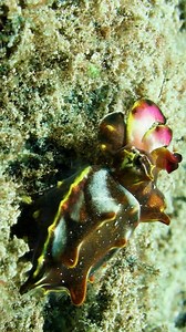 Cuttlefish changing color wp huKFL #nature #Ocean #fish | PreeOcean