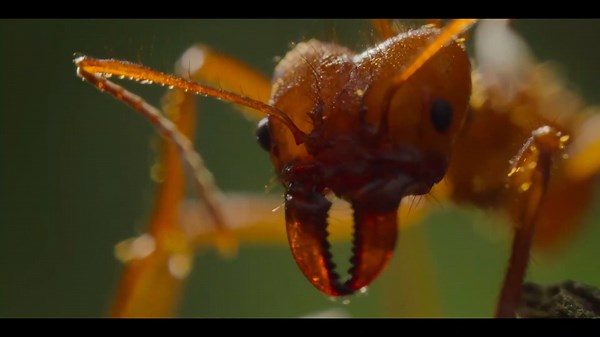 A Real Bug's Life (TV Series 2024– )