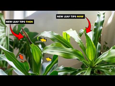 This is How i fixed my Corn Plant Brown Tips