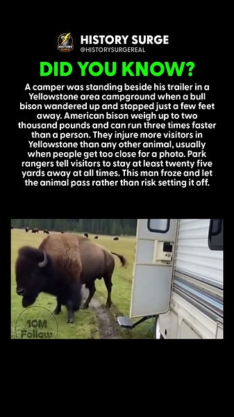 A 2,000-POUND BISON WALKED RIGHT UP TO HIS TRAILER