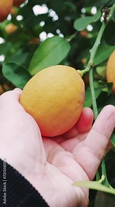 Ripe lemon harvest by human hand in organic garden. Eco-friendly lemon tree harvesting, ripe lemon picked. Sustainable ripe lemon, human hand picking in natural setting