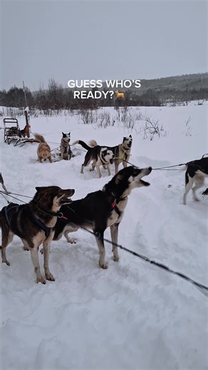 Before we take off, there’s a lot of noise! And it’s all excitement🤩 Our dogs love running, and this is their way of saying they’re ready to go. The moment the sled starts moving, it all turns into focus and teamwork 🐾❄️ #arcticadventuretours #huskylife #dogsledding #arcticdogs #arcticadventure