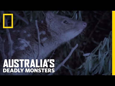 A Tiger with Spots? | Australia's Deadly Monsters