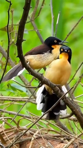Pure Relaxing Bird Songs & Natural Bird Calls for Sleep, Meditation & Relief | Relax Real Sounds