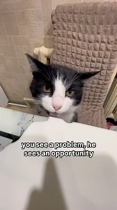 “I’m here to help” 😼 | Soft Cat Memes
