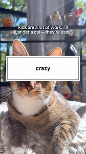 crazy. #catsofinstagram #badcatsofinstagram #funnycat #cat | The Loki Show