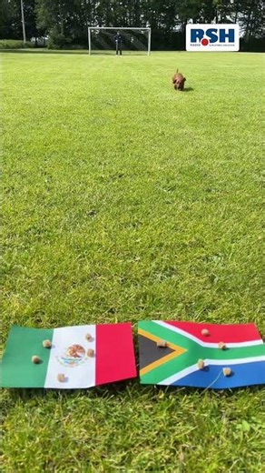 The R.SH Dachshund Oracle - Mexico vs. South Africa
