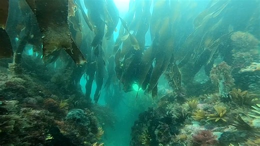🌿 Diving Through the Kelp Forest Curtain 🤿 You descend slowly… and suddenly, the world shifts. The surface fades, replaced by a cathedral of golden-green giants swaying in the surge. Each strand of kelp dances in perfect rhythm, a living curtain that parts as you glide through. Light filters down in ribbons, painting the seafloor in shimmering gold. Fish dart between the stalks like flashes of silver, and the ocean hums with life, quiet, powerful, eternal. There’s nothing quite like it. Just y