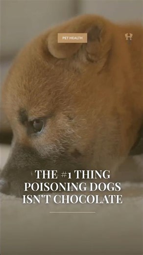 The Most Common Dog Poison is in Your Medicine Cabinet