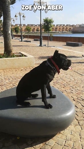 Giant Female Cane Corso in Historic Meknes (UNESCO Site)