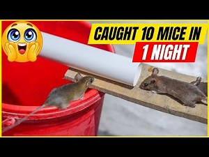 How to EASILY Make A Mouse Bucket Trap That Works FAST!