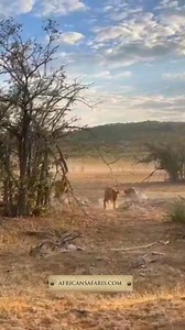 Moments like this define the magic of Etosha. Untamed power and raw beauty. In this incredible footage captured by Daisy whilst on a game drive at Etosha Mountain Lodge, a lion valiantly defends his kill from the sub-adults of his pride. This pride frequently traverses the area near Etosha Mountain Lodge, so guests are regularly treated to unforgettable sightings like this one. Nestled on a quiet and secluded private reserve on the border of Etosha National Park far from the maddening crowds, Mo
