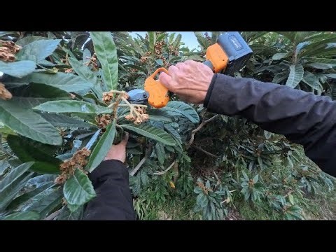 We prune the loquat tree and cut off the panicle to obtain giant loquats.