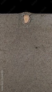 Time lapse of broad bean germinating and growing in a rhizobox, vertical orientation