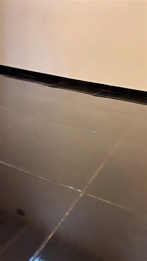 Spitz Pomeranian: Tout Savoir sur cette Race