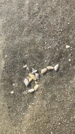 Yay more clams #mermaidlife #beach #cute #ocean