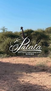 Can't remember the last stress-free sunrise? Let the Limpopo bushveld be your reset button! ✨ Treat yourself to a mini-holiday at Palala Boutique Game Lodge by contacting reservations@palala.co.za #travel #explore | Palala Boutique Game Lodge & Spa
