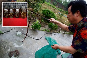 Chinese 'snake village' that farmed reptiles shuts over coronavirus fears