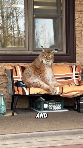 A lynx that greets people#animals #fun #fyp#cute