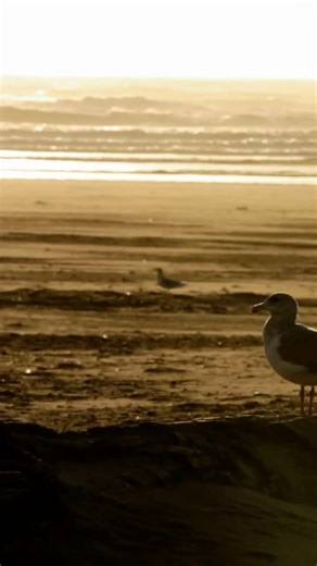 This week on #BeachfrontBargainHuntRenovation...