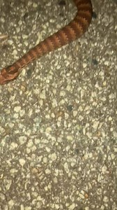 *⚠️CAUTION NEVER APPROACH, GET CLOSE TO A VENOMOUS SNAKE OR COPY ANY OF OUR TECHNIQUES⚠️* This is a little vid I took last night of the beautiful little Southern Death Adder (Acanthophis antarticus) to show even though they may look intimidating to some and be inside the top 10 most venomous snakes in the world they will not go out of their way to harm you, they will only bite in defence or if trodden on so as with all snakes just give them a wide berth and a healthy respect if you come across o