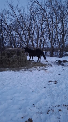 Two months ago Big Girl couldn't walk...now she is running, bucking, rearing and acting like a normal three-year-old! God is so good!! We are thankful for healing of this special filly at Blazin' Saddles! | Blazin' Saddles