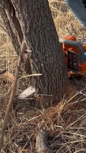 Big Log Cutting with Chainsaw Machine