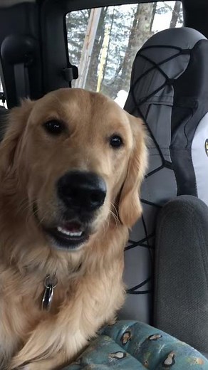 Golden retriever barking
