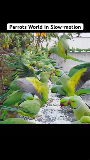 When Camera Recorded Parrots in Slow Motion #birds #shorts #viral