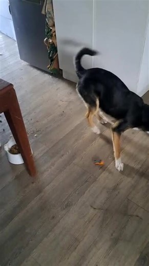 Dog Barks at Vacuum Cleaner and Tries to Bite it