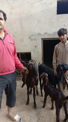 earning from Goat farming business #bakrifarming #topbloodline #faisalabadibeetal #beautifullgoat