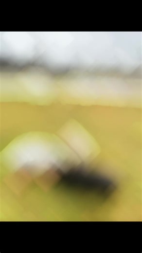 George the pot belly pig hanging out with his adopted family. In the winter they live inside . The are not farm animals they are house pets with room to roam