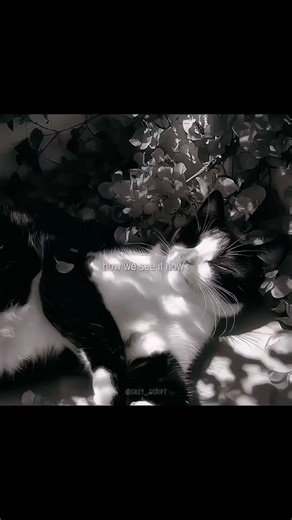 The quiet philosopher on Instagram: "What once felt infinite now feels distant.🤍🖤 #greyreels #greylove #greylife #lifequotes #kids #adult #instagood #viral #song #eyes #diffrent #love #blackandwhitephotography #faded #lost #instagramreels #lostlove #darkquotes #blackandwhite #childhoodmemories"