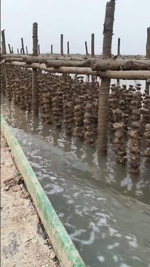 How Oysters Are Grown: Inside a Wooden Platform Raft Farm in China👀