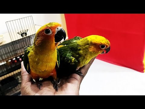 Sun Conure Growth | Day by day | Skipped few days in-between | Save Nature