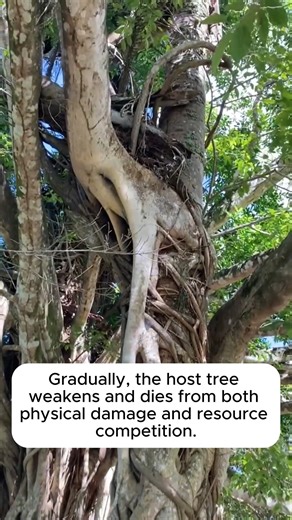Learn about the giant fig tree #gardeningcommunity #gardenloversclub #gardenaddict #gardeners #gardenerslife | Gardening Greener