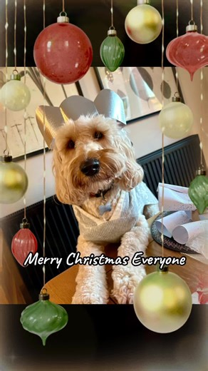 Merry Christmas Everyone! #merrychristmas #fyp #foryou #cockapoo #cockapoosoftiktok