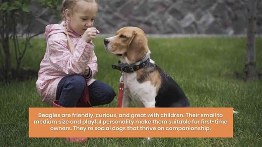 10 Dog Breeds That Are Perfect for First-Time Owners