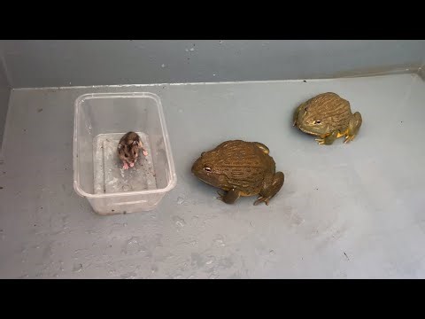 giant african bullfrog sees hamster / warning live feeding
