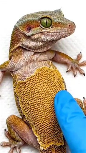 160K views · 238 reactions |  Every Shedding Tells a Story of Growth! #LizardLife #BeardedDragonShedding #ReptileGrowth #NatureHealing #DragonMagic | Bearded Dragon Life | Facebook