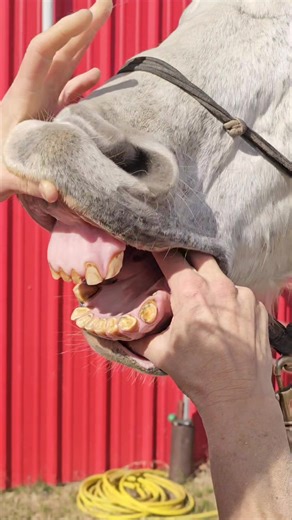 #horseteeth Canine Teeth are out of control, senior horse back of the mouth is on great.